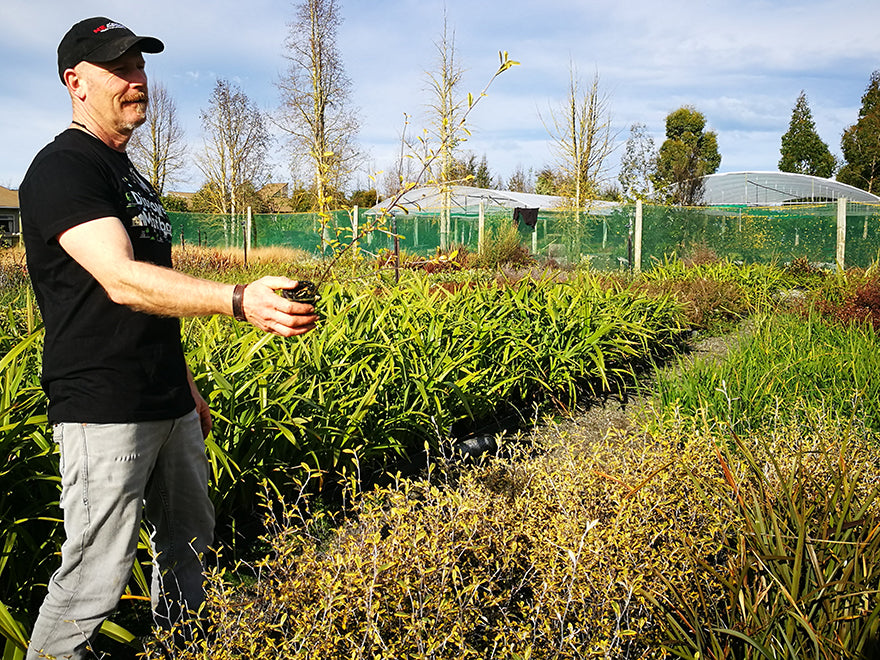 Corokia Sunsplash
