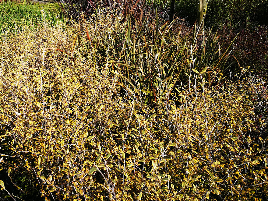 Corokia Sunsplash