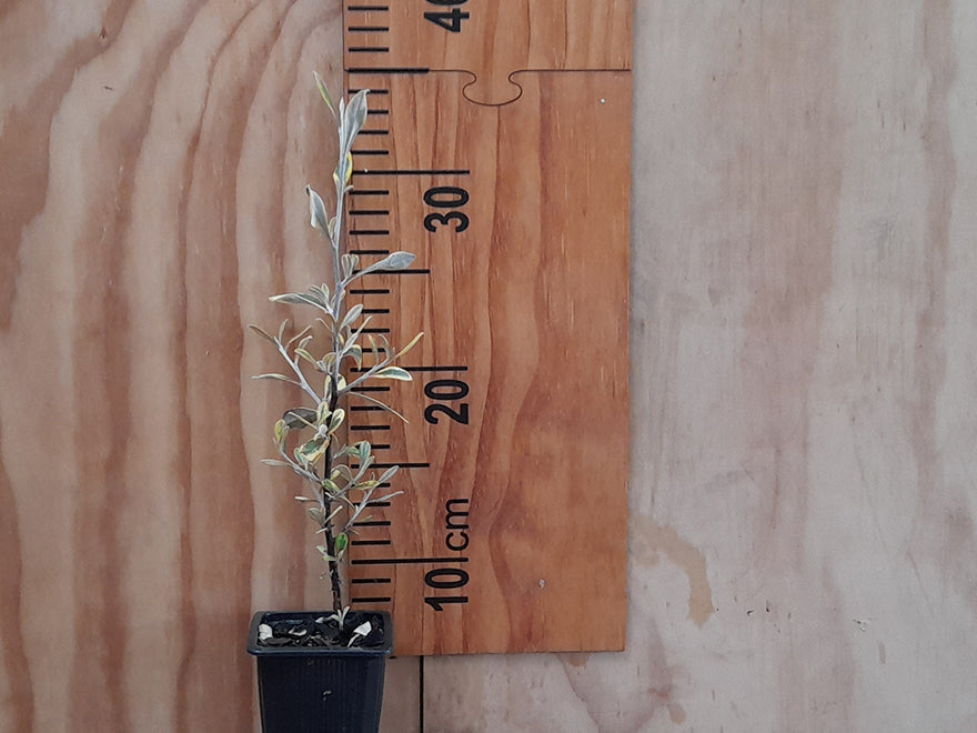 Corokia Sunsplash