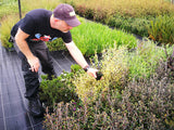 Corokia Sunsplash