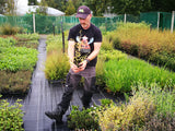 100x Corokia Sunsplash - $1.99 each