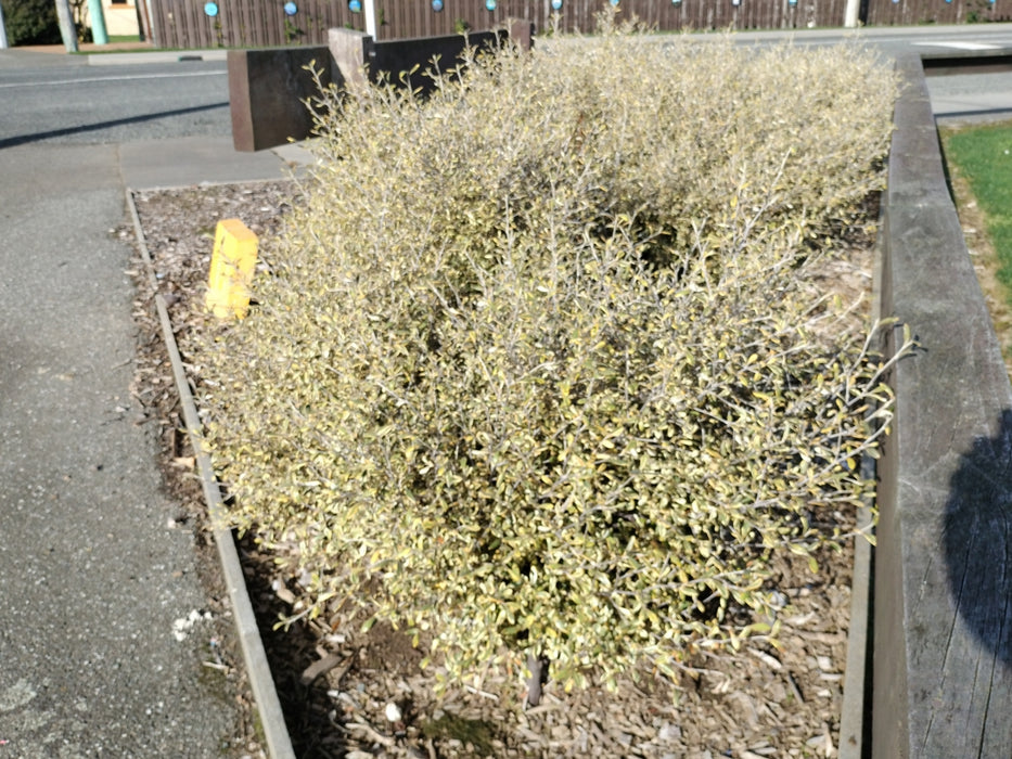 25x Corokia Sunsplash - $2.99 each