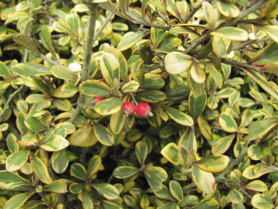25x Corokia Sunsplash - $2.99 each