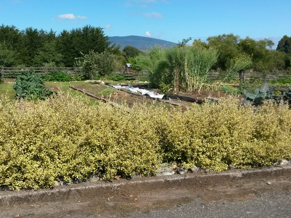 Corokia Sunsplash