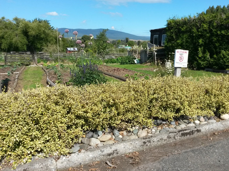 Corokia Sunsplash