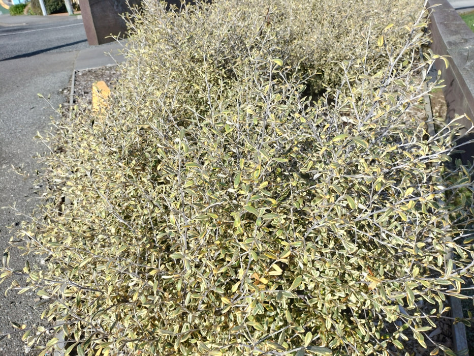 Corokia Sunsplash