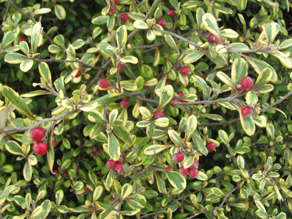 5x Corokia Sunsplash - $2.99 each