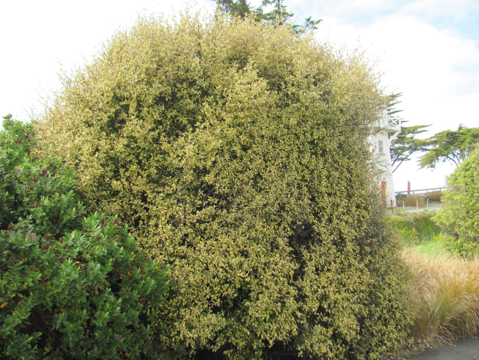 Corokia Sunsplash