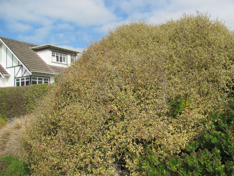 5x Corokia Sunsplash - $2.99 each