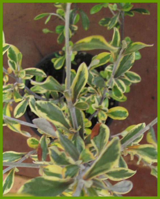 5x Corokia Sunsplash - $2.99 each
