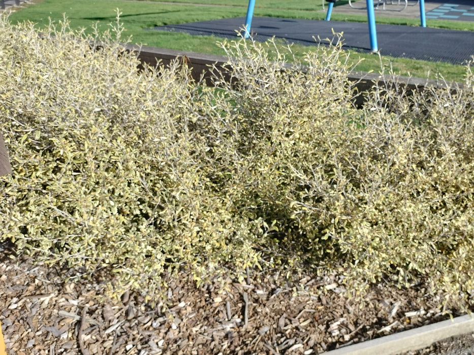 Corokia Sunsplash