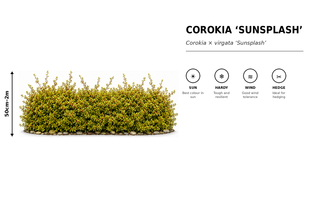 5x Corokia Sunsplash - $2.99 each