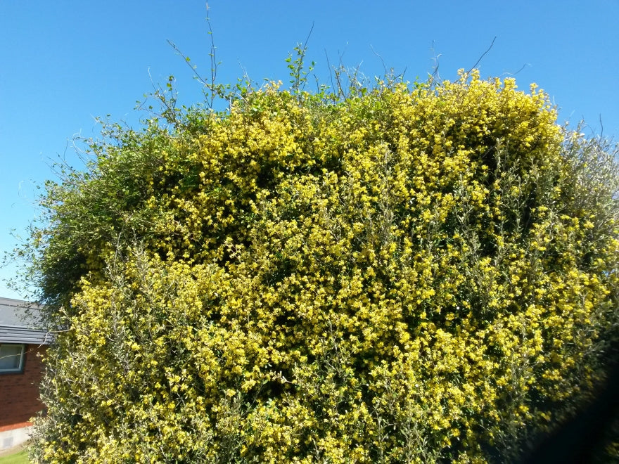 100x Corokia Yellow Wonder - $3.99 each