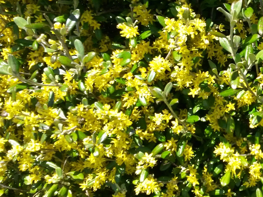100x Corokia Yellow Wonder - $3.99 each