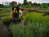 5x Corokia Yellow Wonder - $5.99 each