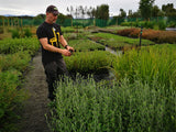 Corokia Yellow Wonder