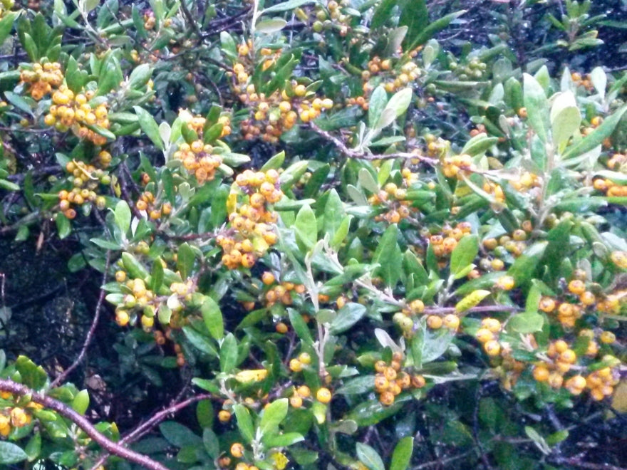 25x Corokia Yellow Wonder - $4.99 each