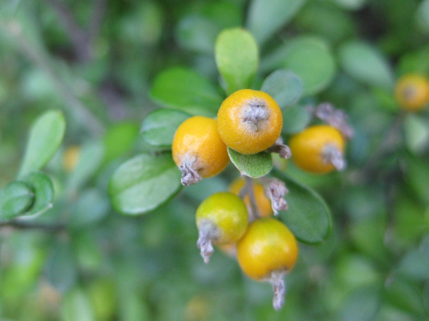 100x Corokia Yellow Wonder - $3.99 each