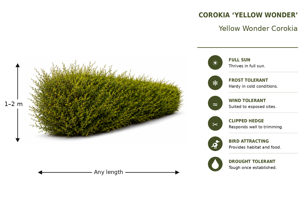 100x Corokia Yellow Wonder - $3.99 each