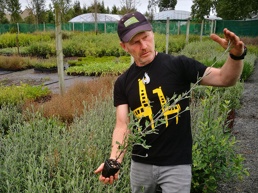 5x Corokia Yellow Wonder - $5.99 each