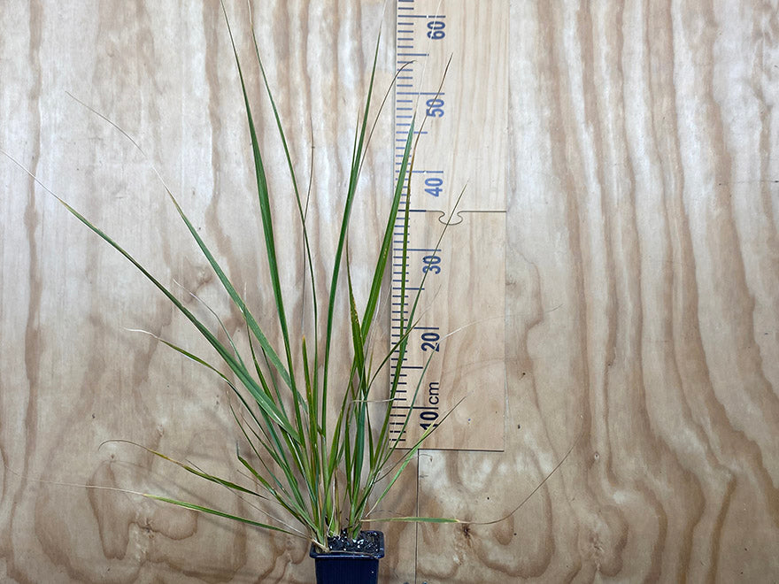 500x Riparian Combo - $3.59 each