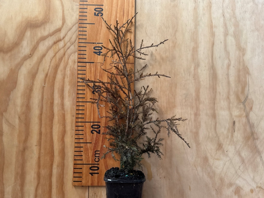 Dacrycarpus Dacrydioides - $13.99 each
