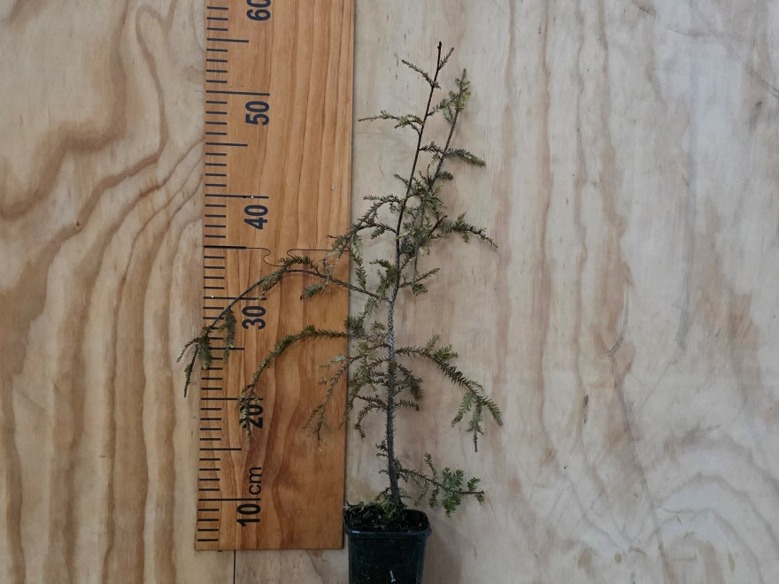 Dacrycarpus Dacrydioides - $13.99 each