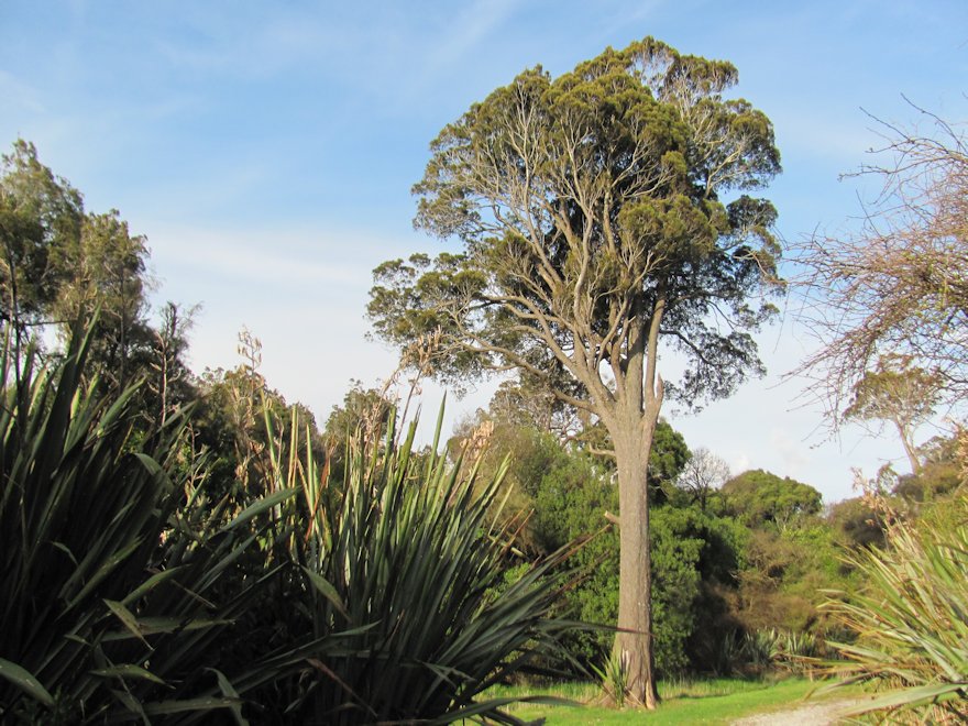 5x Kahikatea - $6.99 each