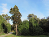 5x Kahikatea - $12.99 each