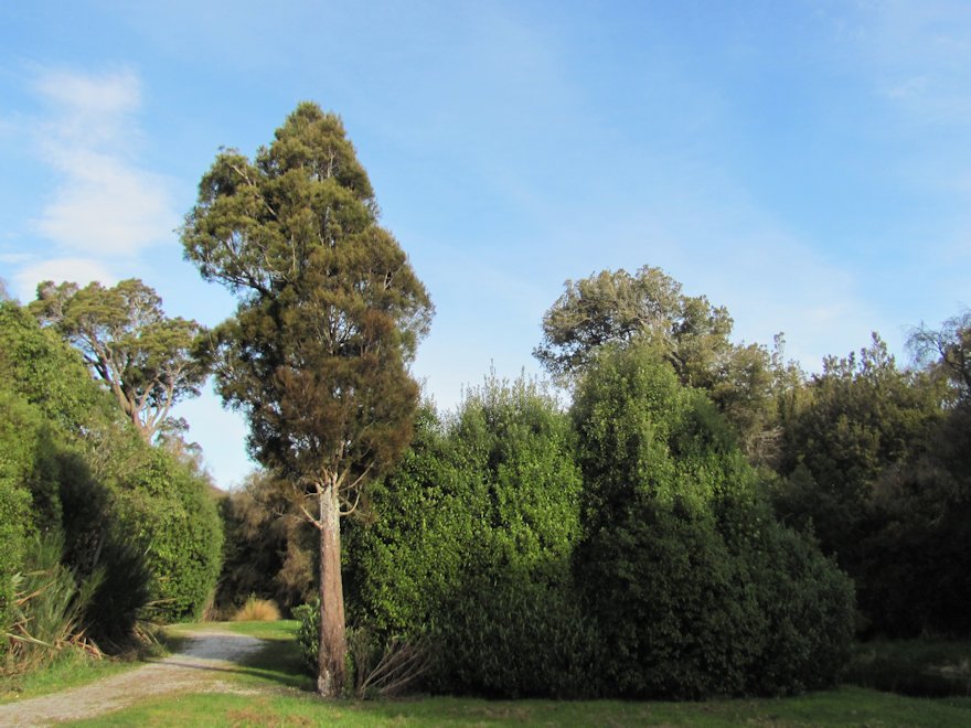 Dacrycarpus Dacrydioides - $13.99 each