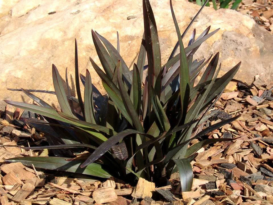 Dianella Flame - XL Size
