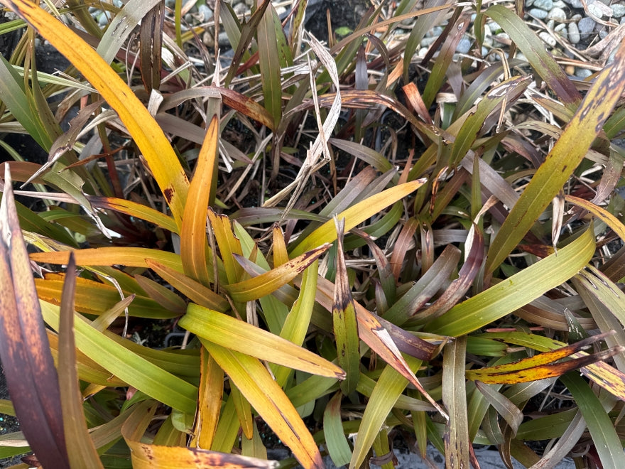 5x Dianella Flame - $3.99 each