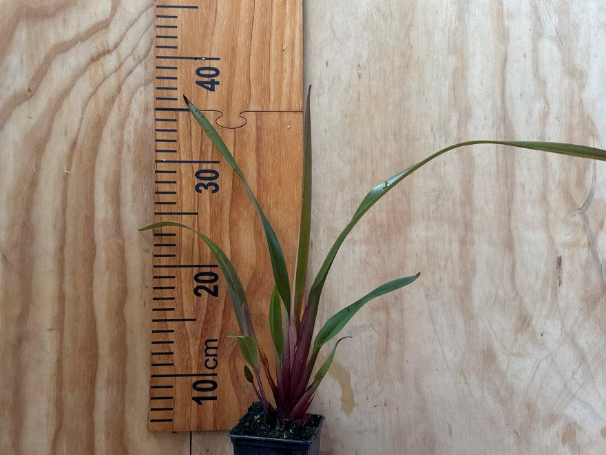 5x Dianella Flame - $7.99 each