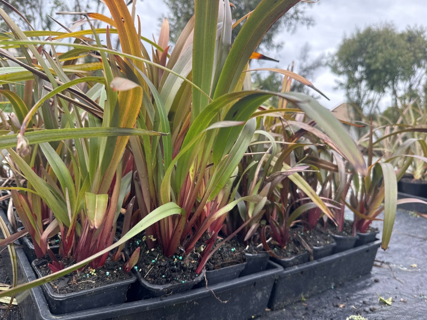 5x Dianella Flame - $3.99 each
