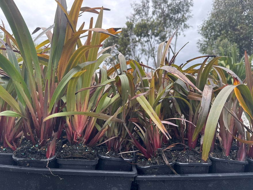 5x Dianella Flame - $3.99 each