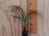 5x Dianella Flame