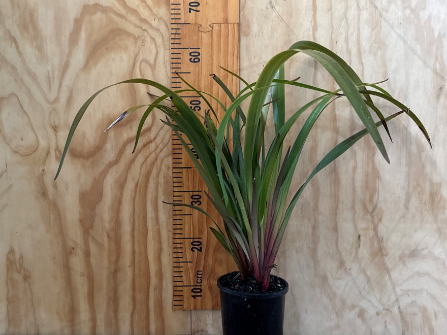 Dianella Flame - XL Size