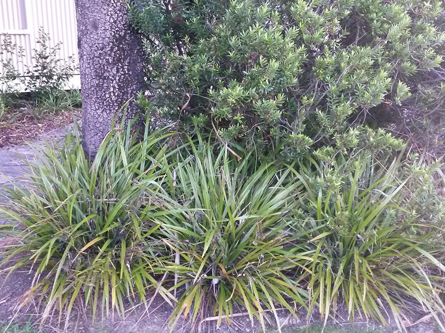 1x Dianella Nigra - XL Size