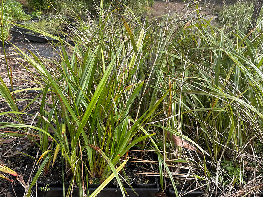 5x Dianella Nigra - $1.99 each