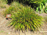 100x Dianella Nigra - $2.99 each