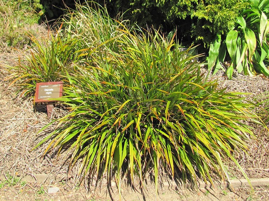 5x Dianella Nigra - $1.99 each