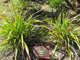 100x Dianella Nigra - $2.99 each