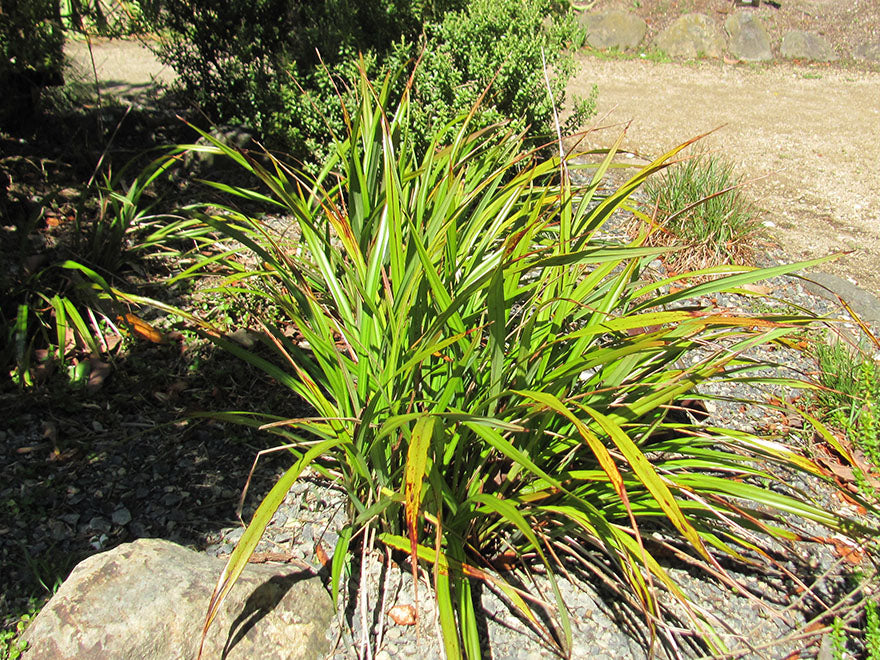 5x Dianella Nigra - $9.99 each