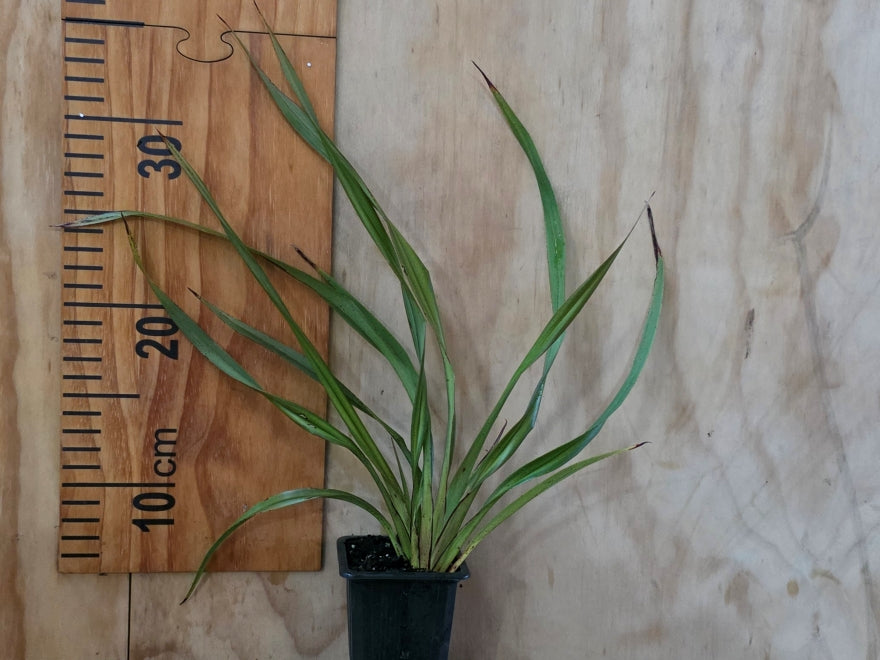 Dianella Nigra