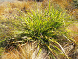 100x Dianella Nigra - $2.99 each