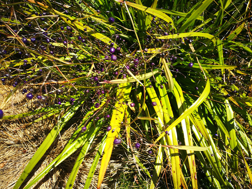 5x Dianella Nigra - $1.99 each