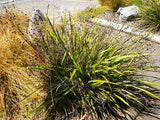 100x Dianella Nigra - $2.99 each