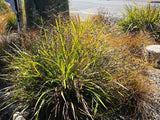 Dianella Nigra