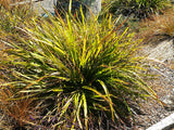 Dianella Nigra