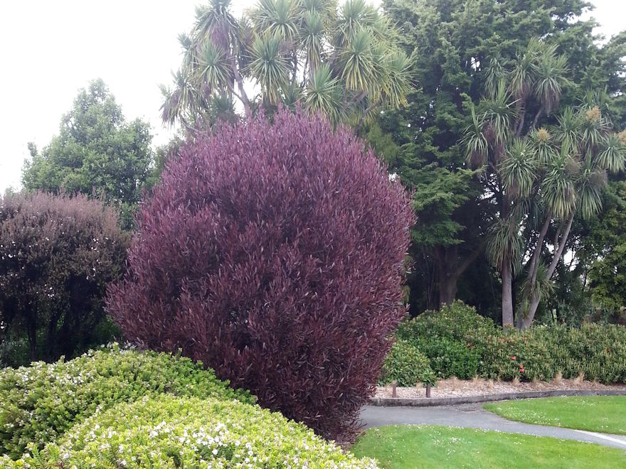 Dodonea Viscosa Purple